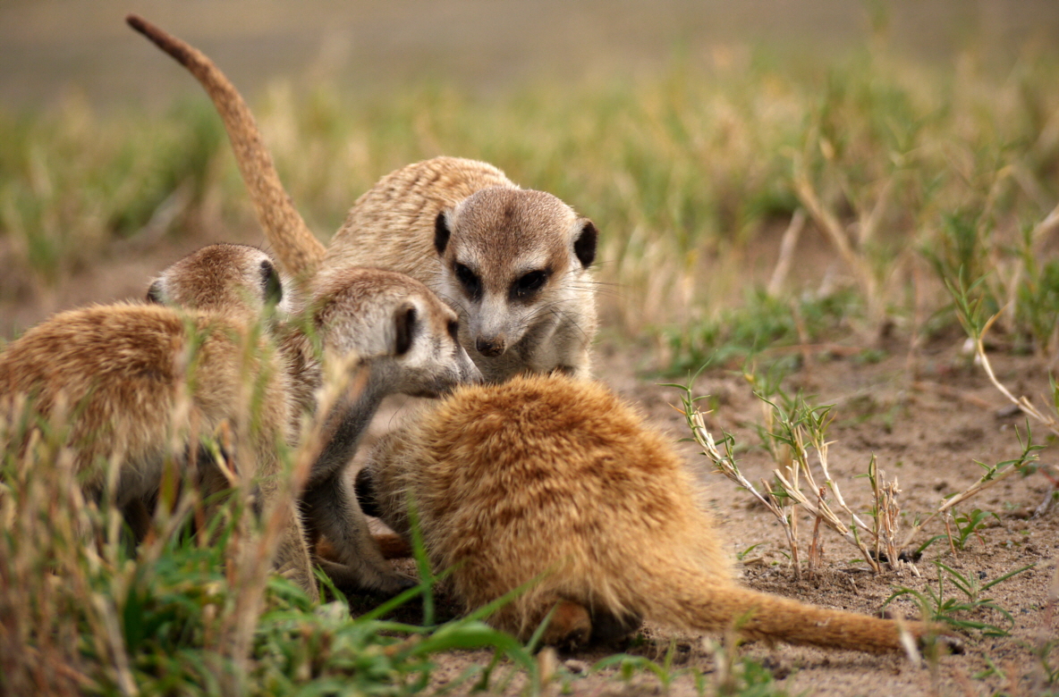 Jack�s Camp Botswana 
Erdm�nnchen