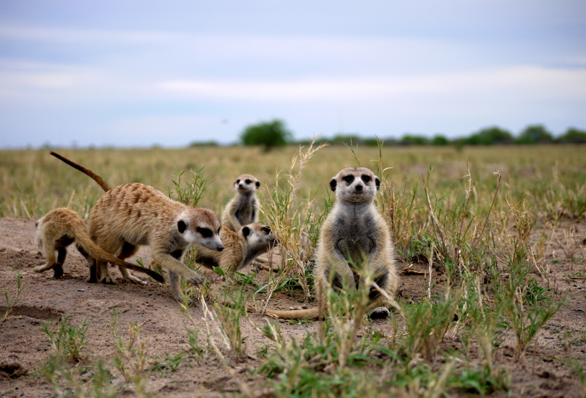 Botswana Jacks Camp Erdm�nnchen 