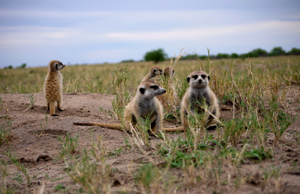 Botswana  Jacks camp Erdm�nnchen 