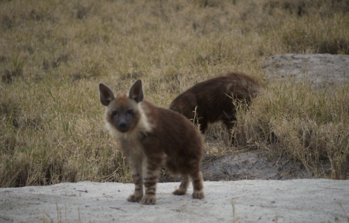 Braune Hy�nen Jacks Camp