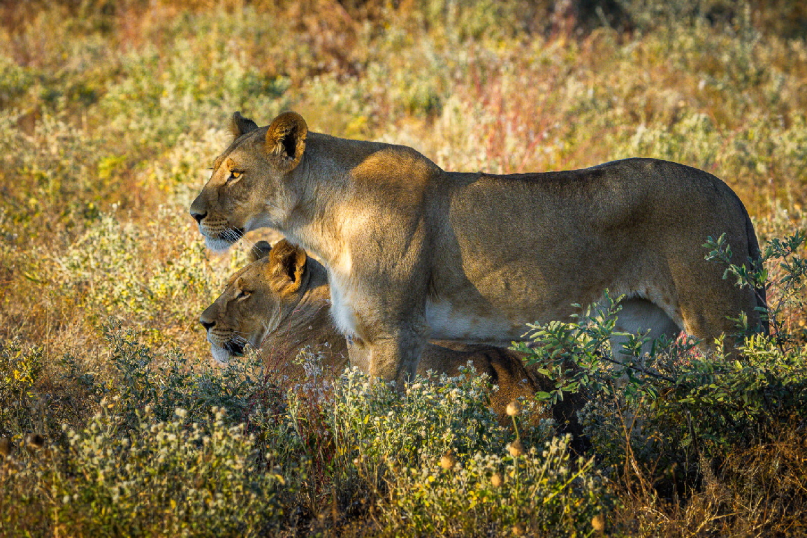 Dinaka Camp Kalahari Botswana