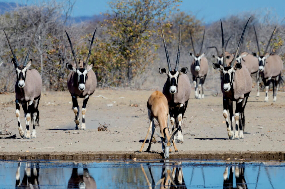 Wasserloch Etosha Mountain Lodge 