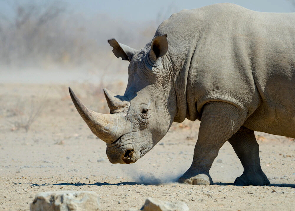Etosha Mountain Lodge  Nashorn