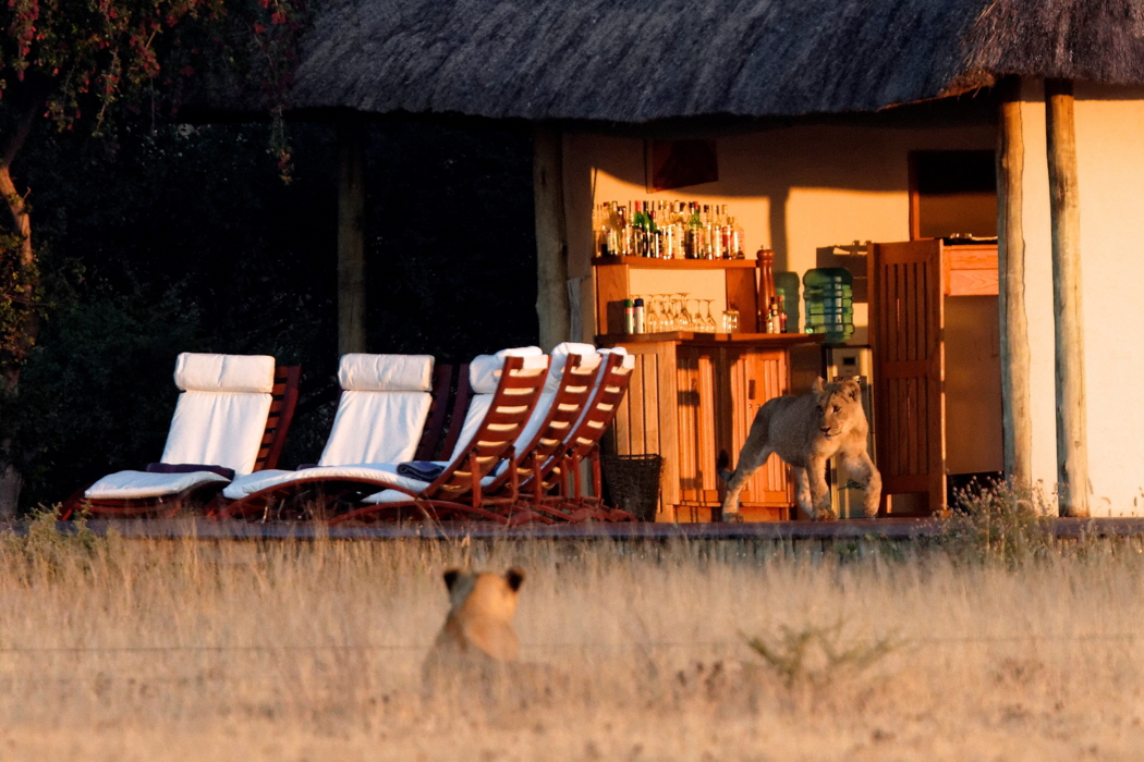 Nxai Pan Camp Makgadikgadi