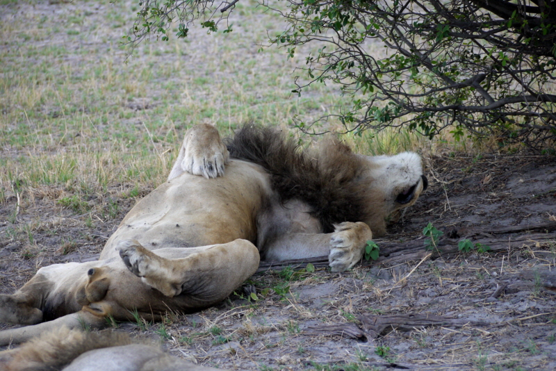 Botswana Safari Löwen