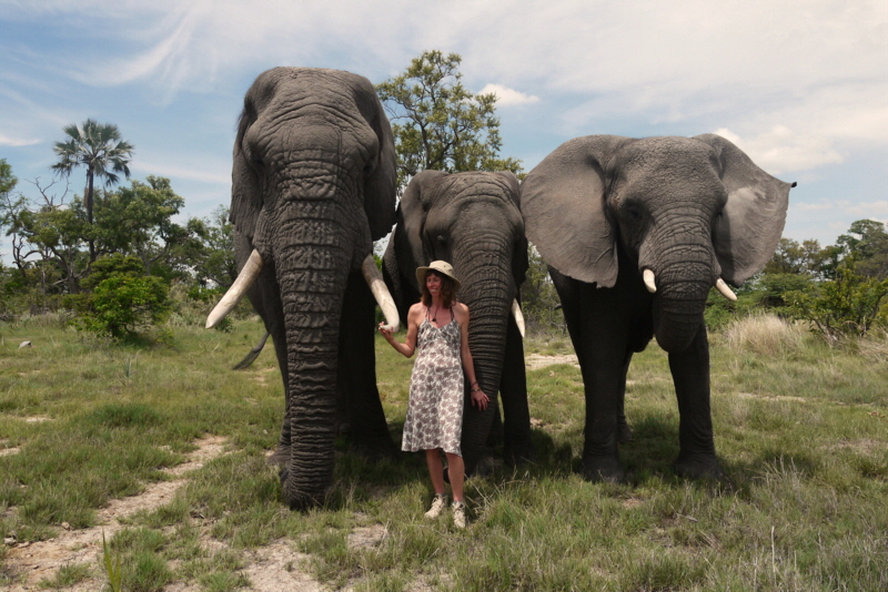 Elefantenwanderung Okavango Stanleys Camp