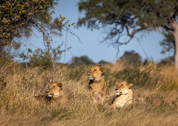 dinaka-lions