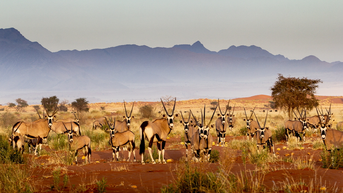 Greenfire Desert Lodge 