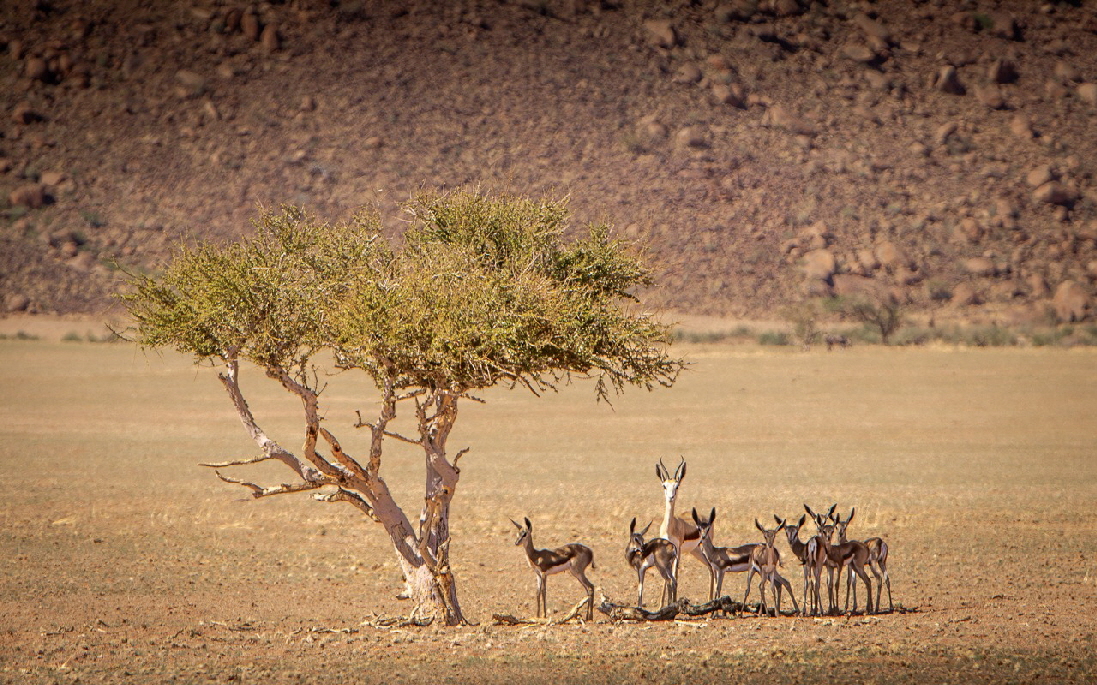 Greenfire Desert Lodge 