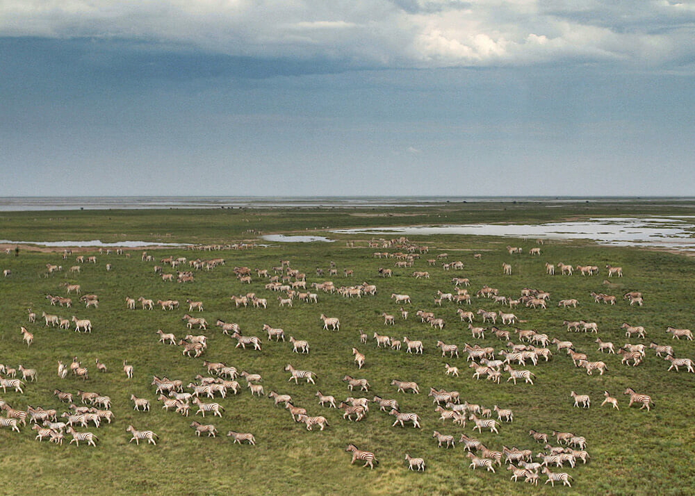 Jacks camp Migration 