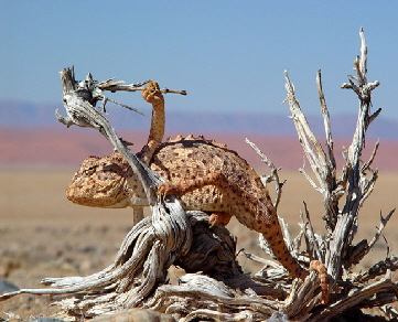 klein-Aus vista-namib.-24