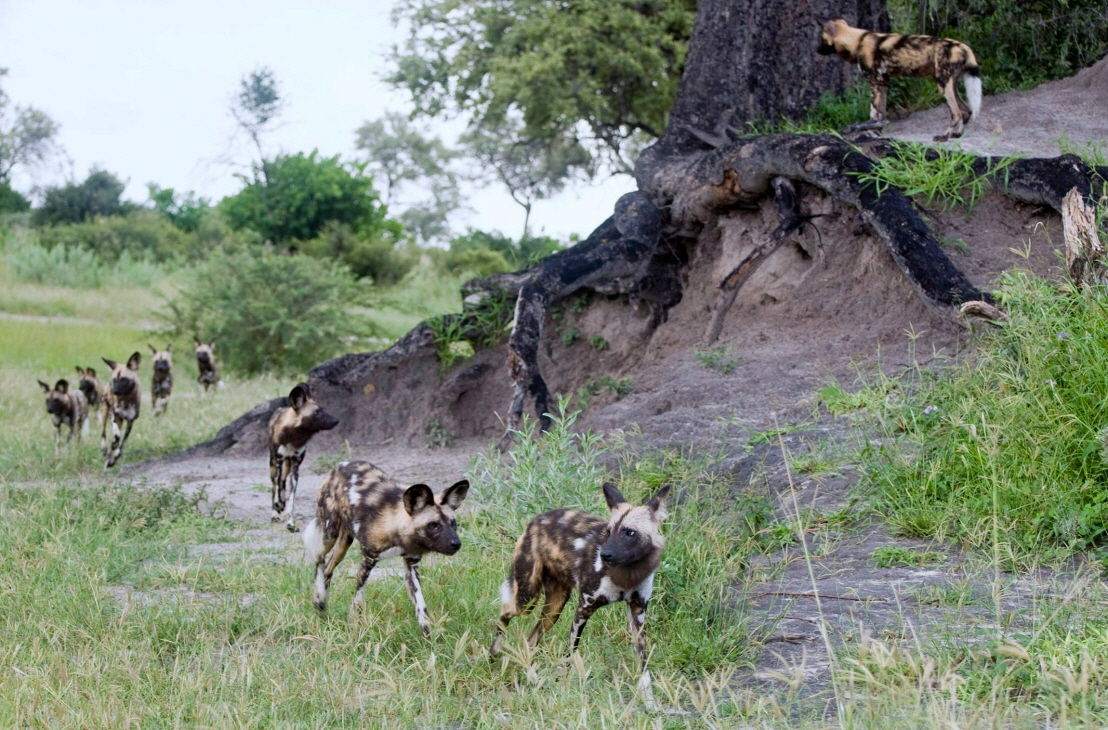 Afrikanische Wildhunde 