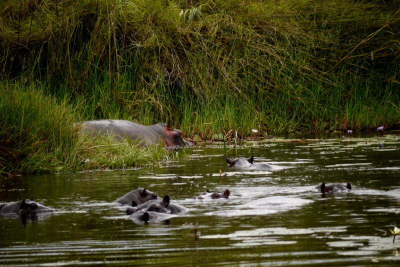 Kwetsani   Okavango Flusspferde
