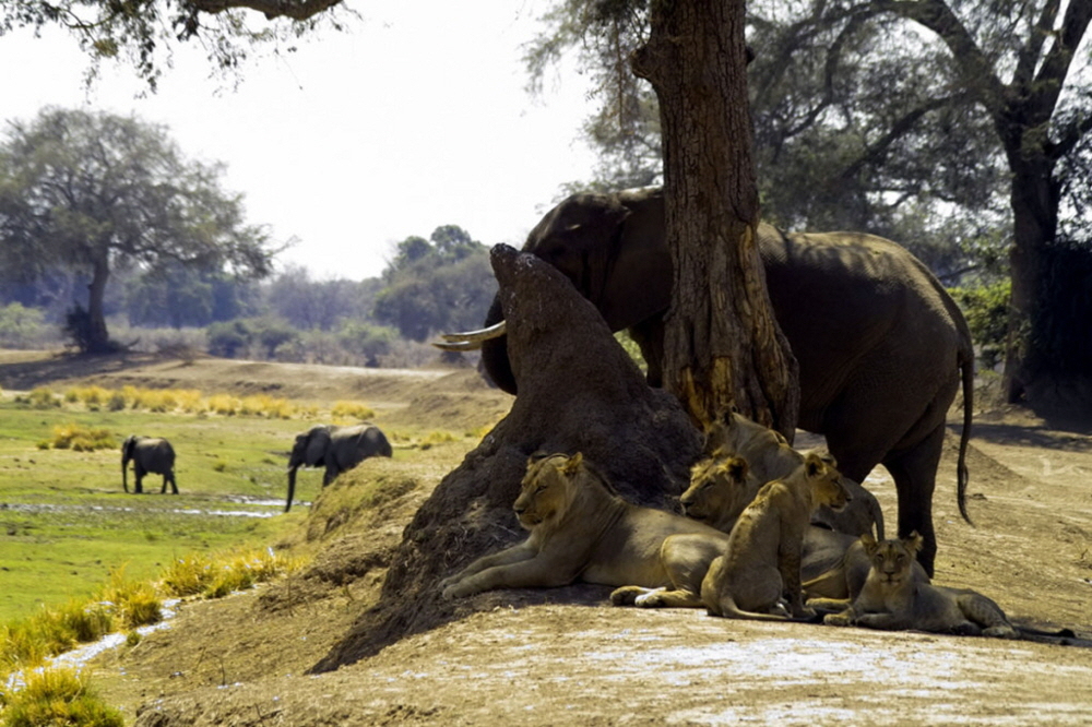 Botswana Safari Löwen und Elefanten