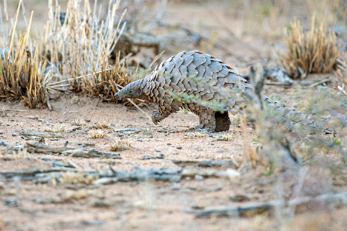 Pangolin 
