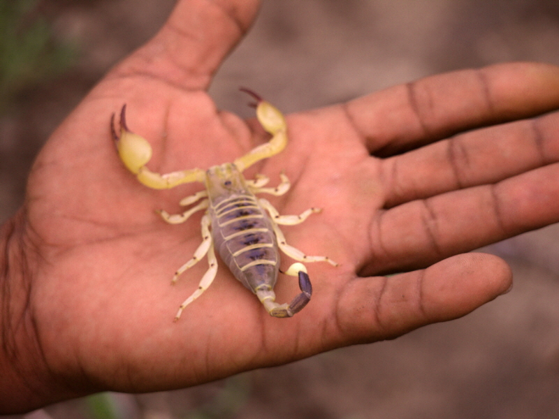 Buschmnner auf der Jagd Botswana