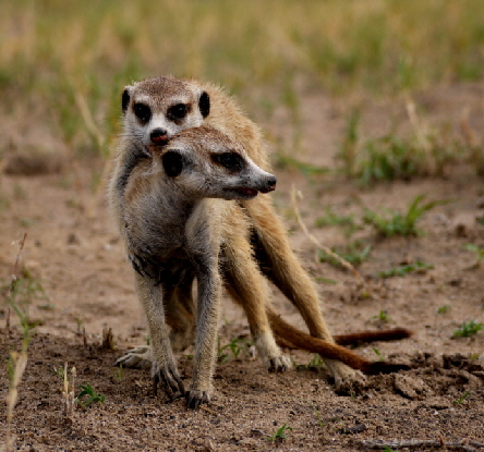 suricaten4 suricaten4