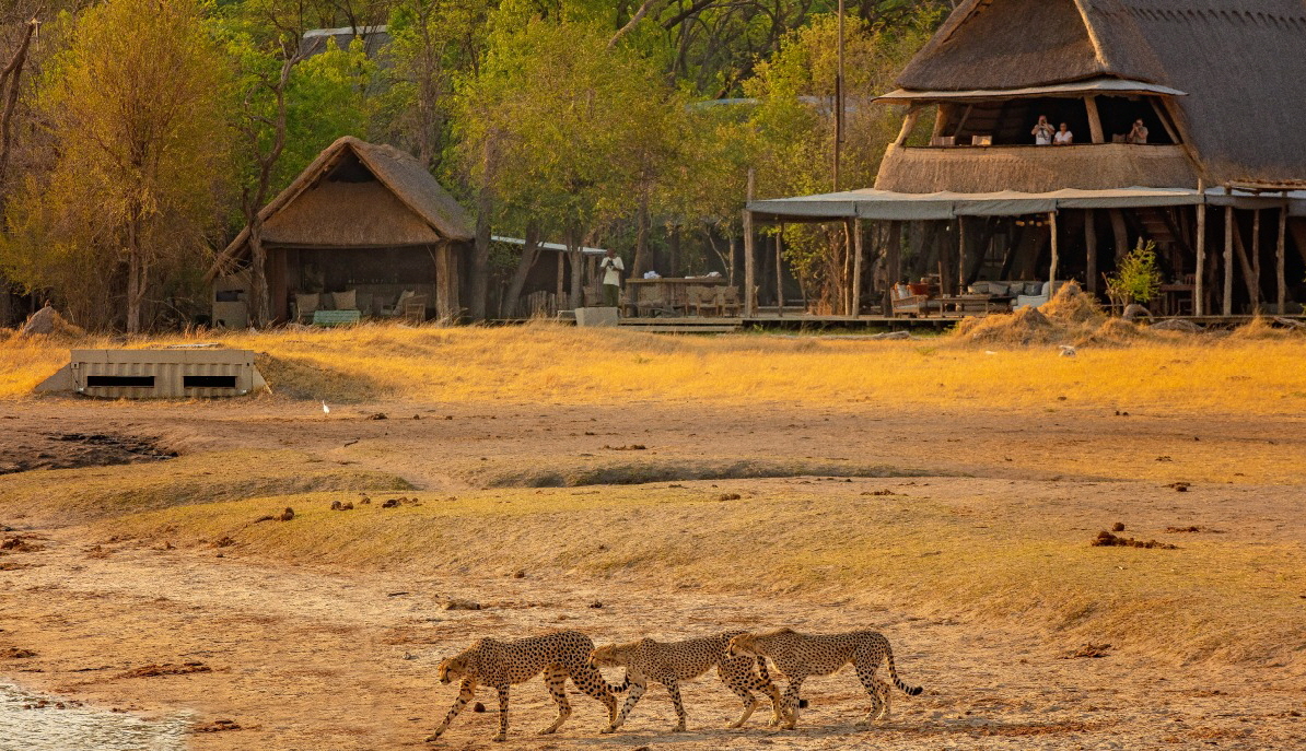 The hide Hwange Geparden im Camp 