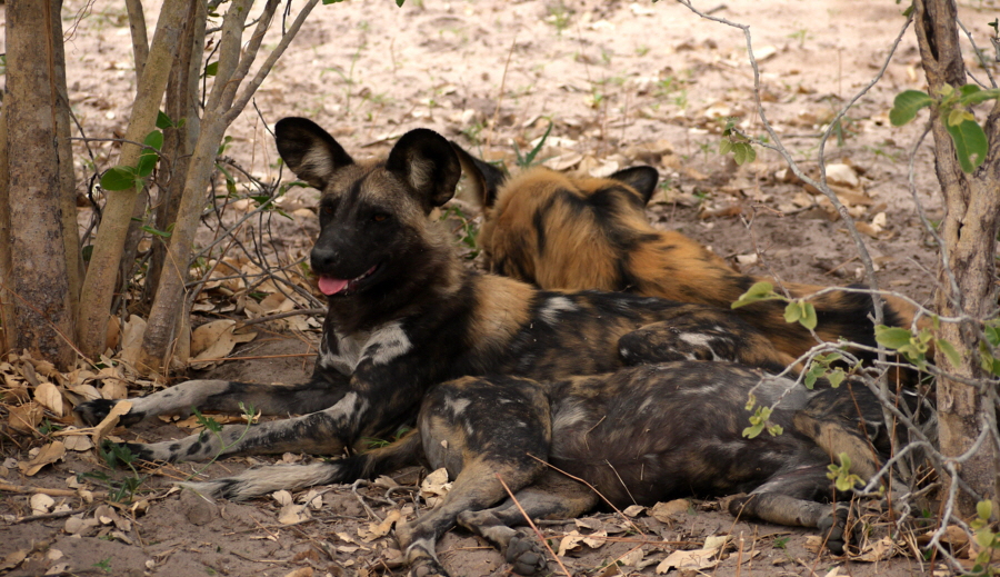 Wildhunde Botswana