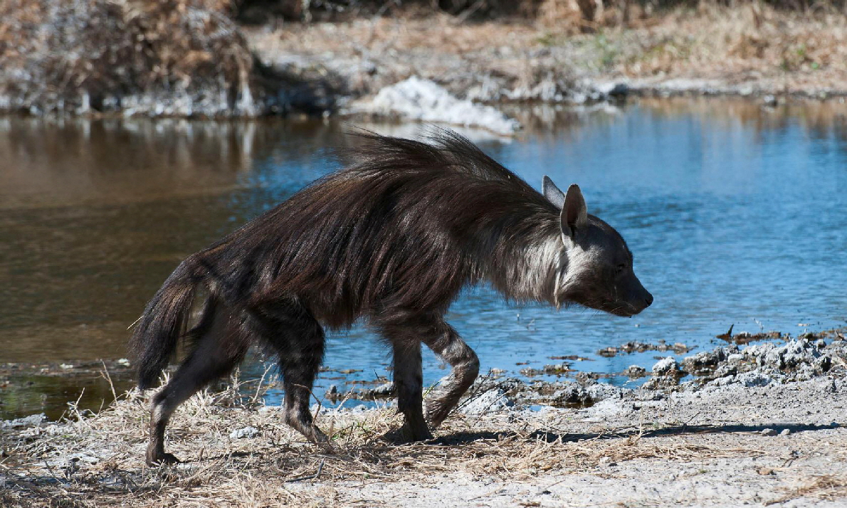 Braune Hyne im Kalahari Camp Wilderness