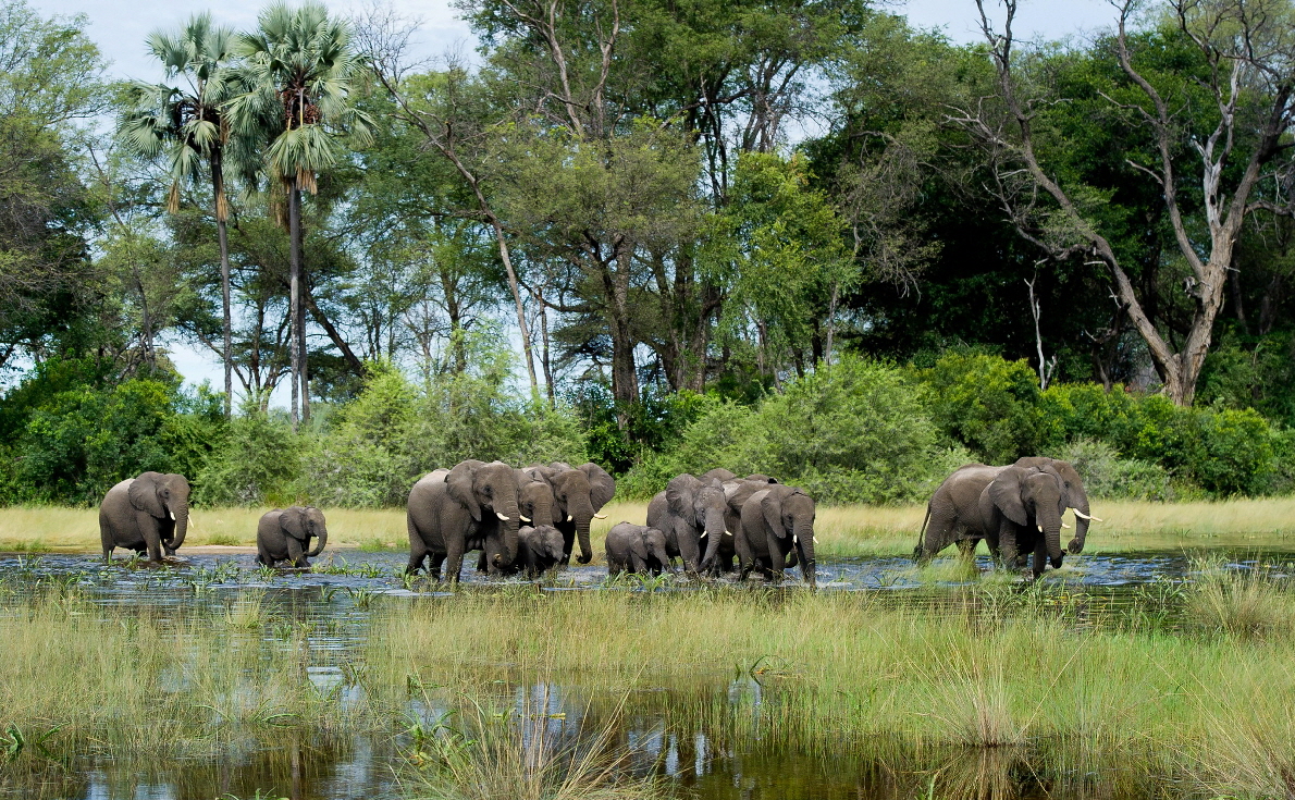 Elefanten im Okawango  WILDERNESS  SAFARIS